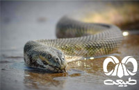 گونه مار دریایی نوک دار Beaked Sea Snake 